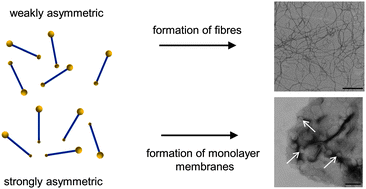 Graphical abstract: Tuning the aggregation behaviour of single-chain bolaamphiphiles in aqueous suspension by changes in headgroup asymmetry