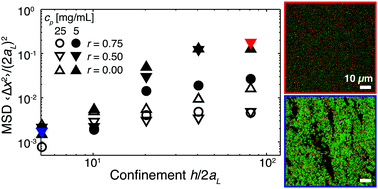 Graphical abstract: Dynamics of confined depletion mixtures of polymers and bidispersed colloids