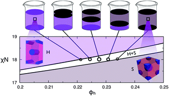 Graphical abstract: Numerical self-consistent field theory of multicomponent polymer blends in the Gibbs ensemble