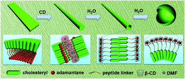 Graphical abstract: Fabrication of multiplicate nanostructures via manipulation of the self-assembly between an adamantane based gelator and cyclodextrin