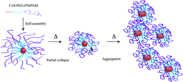 Graphical abstract: Tailoring the amphiphilicity and self-assembly of thermosensitive polymers: end-capped PEG–PNIPAAM block copolymers