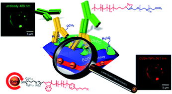 Graphical abstract: Lateral surface engineering of hybrid lipid–BCP vesicles and selective nanoparticle embedding