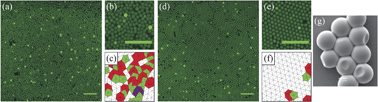 Graphical abstract: Emerging structural disorder in a suspension of uniformly dimpled colloidal particles