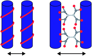 Graphical abstract: Intermolecular forces between low generation PAMAM dendrimer condensed DNA helices: role of cation architecture