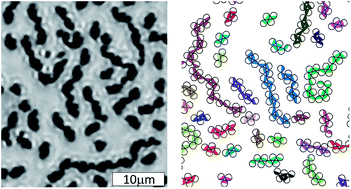 Graphical abstract: Stable cluster phase of Janus particles in two dimensions