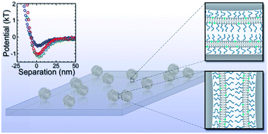 Graphical abstract: kT-Scale interactions between supported lipid bilayers