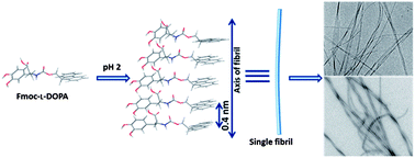 Graphical abstract: Self-assembly and fibrillization of a Fmoc-functionalized polyphenolic amino acid