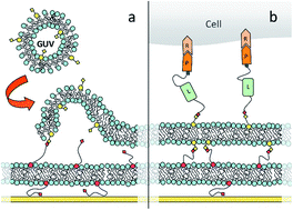 Graphical abstract: Polymer-tethered lipid multi-bilayers: a biomembrane-mimicking cell substrate to probe cellular mechano-sensing