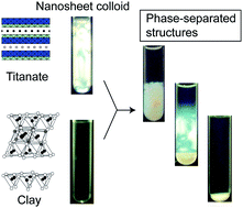Graphical abstract: Multiphase coexistence and destabilization of liquid crystalline binary nanosheet colloids of titanate and clay