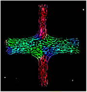 Graphical abstract: Perfect nematic order in confined monolayers of spindle-shaped cells