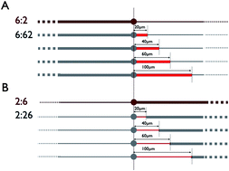 Graphical abstract: Tuning the adhesive geometry of neurons: length and polarity control