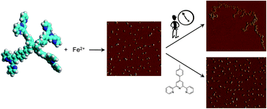 Graphical abstract: Self-assembly of nanocrystalline tetra-terpyridine complexes: from molecules to mesoscopic objects