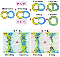 Graphical abstract: The fusion mechanism of small polymersomes formed by rod–coil diblock copolymers