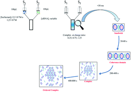 Graphical abstract: Time resolved SAXS to study the complexation of siRNA with cationic micelles of divalent surfactants