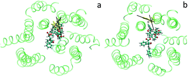 Graphical abstract: Drug promiscuity of P-glycoprotein and its mechanism of interaction with paclitaxel and doxorubicin
