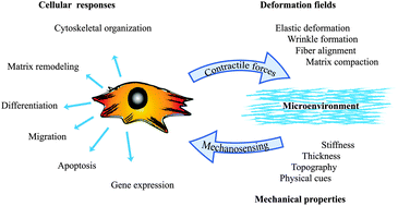 Graphical abstract: Impact of elastic and inelastic substrate behaviors on mechanosensation