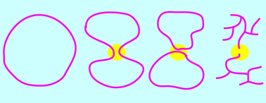 Graphical abstract: Annealed lattice animal model and Flory theory for the melt of non-concatenated rings: towards the physics of crumpling