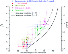 Graphical abstract: Stress fiber response to mechanics: a free energy dependent statistical model