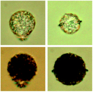 Graphical abstract: The interaction of colloidal particles with weak homeotropic anchoring energy in homogeneous nematic liquid crystal cells