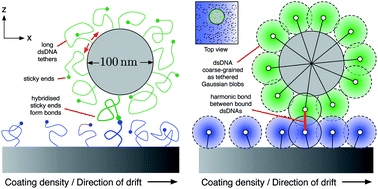 Graphical abstract: Designing stimulus-sensitive colloidal walkers