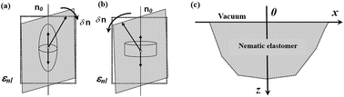 Graphical abstract: Rayleigh wave propagation in nematic elastomers