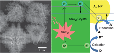 Graphical abstract: Gold nanoparticle doped hollow SnO2 supersymmetric nanostructures for improved photocatalysis
