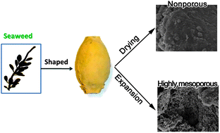 Graphical abstract: Shaped mesoporous materials from fresh macroalgae