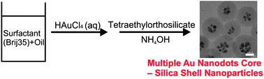 Graphical abstract: Facile synthesis of spherical nanoparticles with a silica shell and multiple Au nanodots as the core