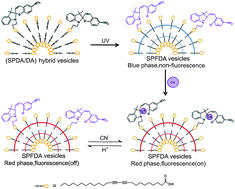 Graphical abstract: A highly sensitive and reusable cyanide anion sensor based on spiropyran functionalized polydiacetylene vesicular receptors
