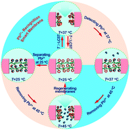 Graphical abstract: Gating membranes for water treatment: detection and removal of trace Pb2+ ions based on molecular recognition and polymer phase transition