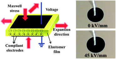 Graphical abstract: Enhanced dielectric properties and actuated strain of elastomer composites with dopamine-induced surface functionalization