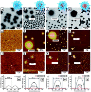 Graphical abstract: Formation of catalytically active gold–polymer microgel hybrids via a controlled in situ reductive process