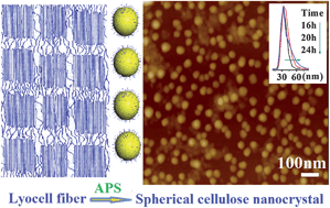 Graphical abstract: Efficient extraction of carboxylated spherical cellulose nanocrystals with narrow distribution through hydrolysis of lyocell fibers by using ammonium persulfate as an oxidant