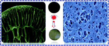 Graphical abstract: Carbon nanotube/polyaniline nanofiber ultrafiltration membranes