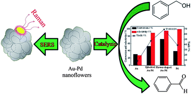 Graphical abstract: Biogenic flower-shaped Au–Pd nanoparticles: synthesis, SERS detection and catalysis towards benzyl alcohol oxidation