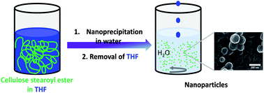 Graphical abstract: Formation of nanostructured cellulose stearoyl esters via nanoprecipitation