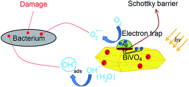 Graphical abstract: Effect of depositing silver nanoparticles on BiVO4 in enhancing visible light photocatalytic inactivation of bacteria in water