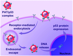 Graphical abstract: Peptide-based vectors mediated by avidin–biotin interaction for tumor targeted gene delivery