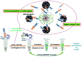Graphical abstract: Novel trypsin–FITC@MOF bioreactor efficiently catalyzes protein digestion