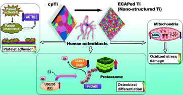Graphical abstract: In vitro bioactivity and biocompatibility evaluation of bulk nanostructured titanium in osteoblast-like cells by quantitative proteomic analysis