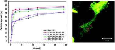 Graphical abstract: Lipid layer engineering of poly(lactide-co-glycolide) nanoparticles to control their uptake and intracellular co-localisation