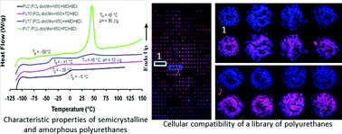 Graphical abstract: Synthesis and cellular compatibility of multi-block biodegradable poly(ε-caprolactone)-based polyurethanes