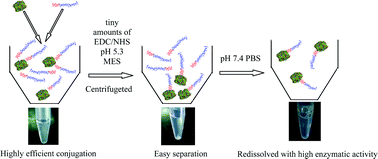 Graphical abstract: A novel zwitterionic copolymer with a short poly(methyl acrylic acid) block for improving both conjugation and separation efficiency of a protein without losing its bioactivity