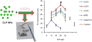 Graphical abstract: Hydrophobic and membrane permeable polyethylenimine nanoparticles efficiently deliver nucleic acids in vitro and in vivo