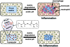 Graphical abstract: Biodegradable poly(l-lactide) composites by oligolactide-grafted magnesium hydroxide for mechanical reinforcement and reduced inflammation