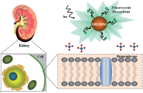 Graphical abstract: Functionalized-chitosan/quantum dot nano-hybrids for nanomedicine applications: towards biolabeling and biosorbing phosphate metabolites