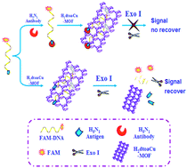Graphical abstract: Fluorescence biosensor for the H5N1 antibody based on a metal–organic framework platform