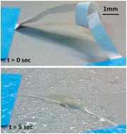 Graphical abstract: Responsive poly (γ-glutamic acid) fibres for biomedical applications