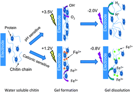 Graphical abstract: Electrochemically stimulated drug release from dual stimuli responsive chitin hydrogel