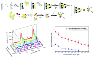 Graphical abstract: Highly sensitive SERS-based immunoassay with simultaneous utilization of self-assembled substrates of gold nanostars and aggregates of gold nanostars